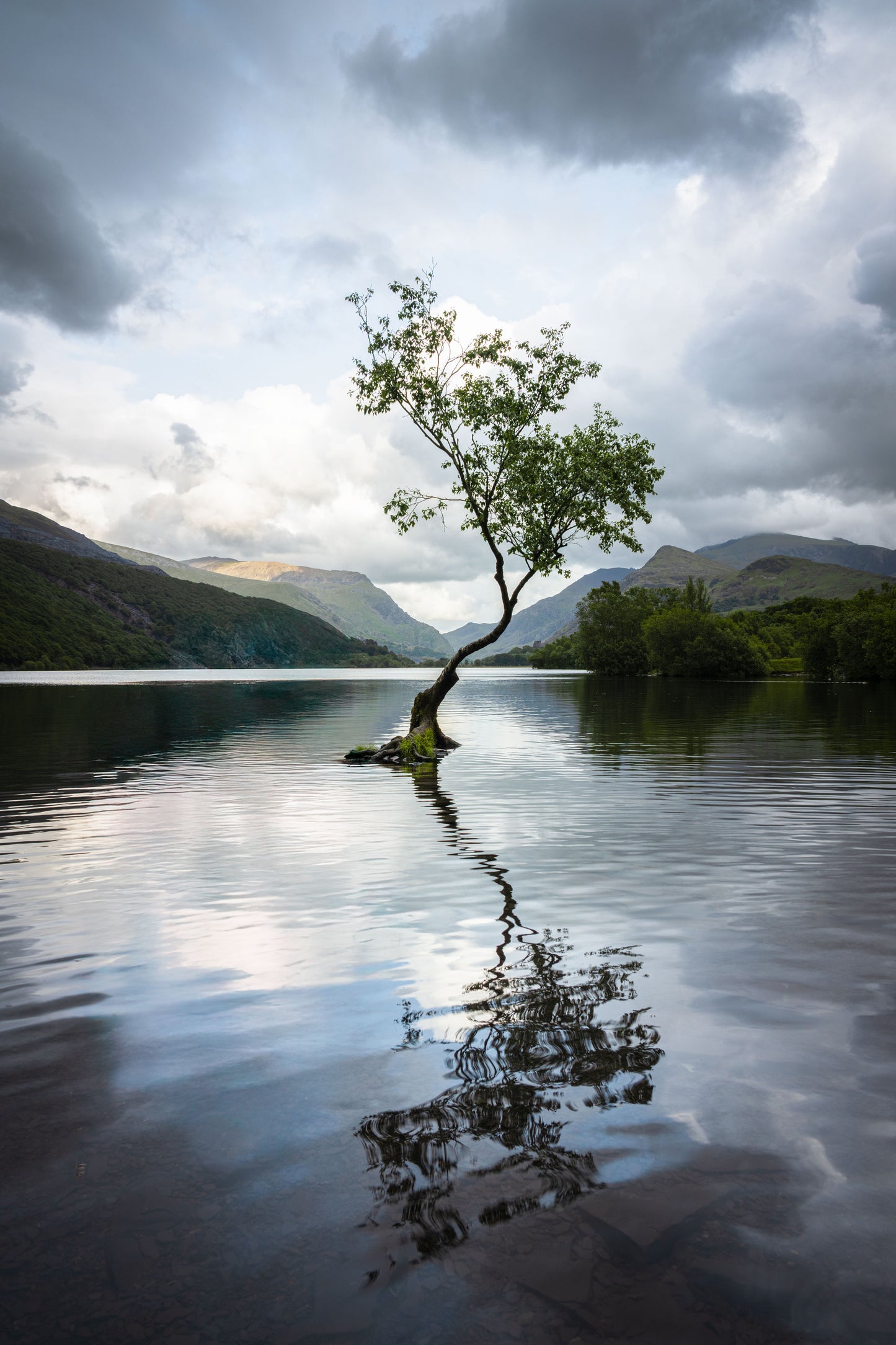 Lone Tree of Llanberis, Lonely Tree Wales, Mountains Art Prints, Photographs from Wales, Wales Valley Prints, Snowdonia National Park, North Wales Prints, North Wales Photographs, Llyn Padarn Lake