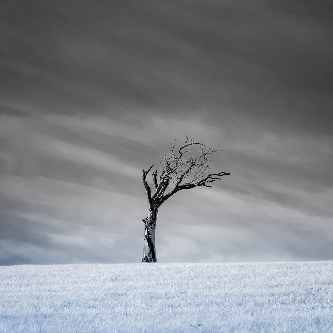 Rihanna Tree Bangor Print, Wall Art Prints, Irish Photographs, Tree Print, Square Prints, Wall Hangings, Fine Art Photography, Irish Prints, Irish Photography, Fine Art Prints