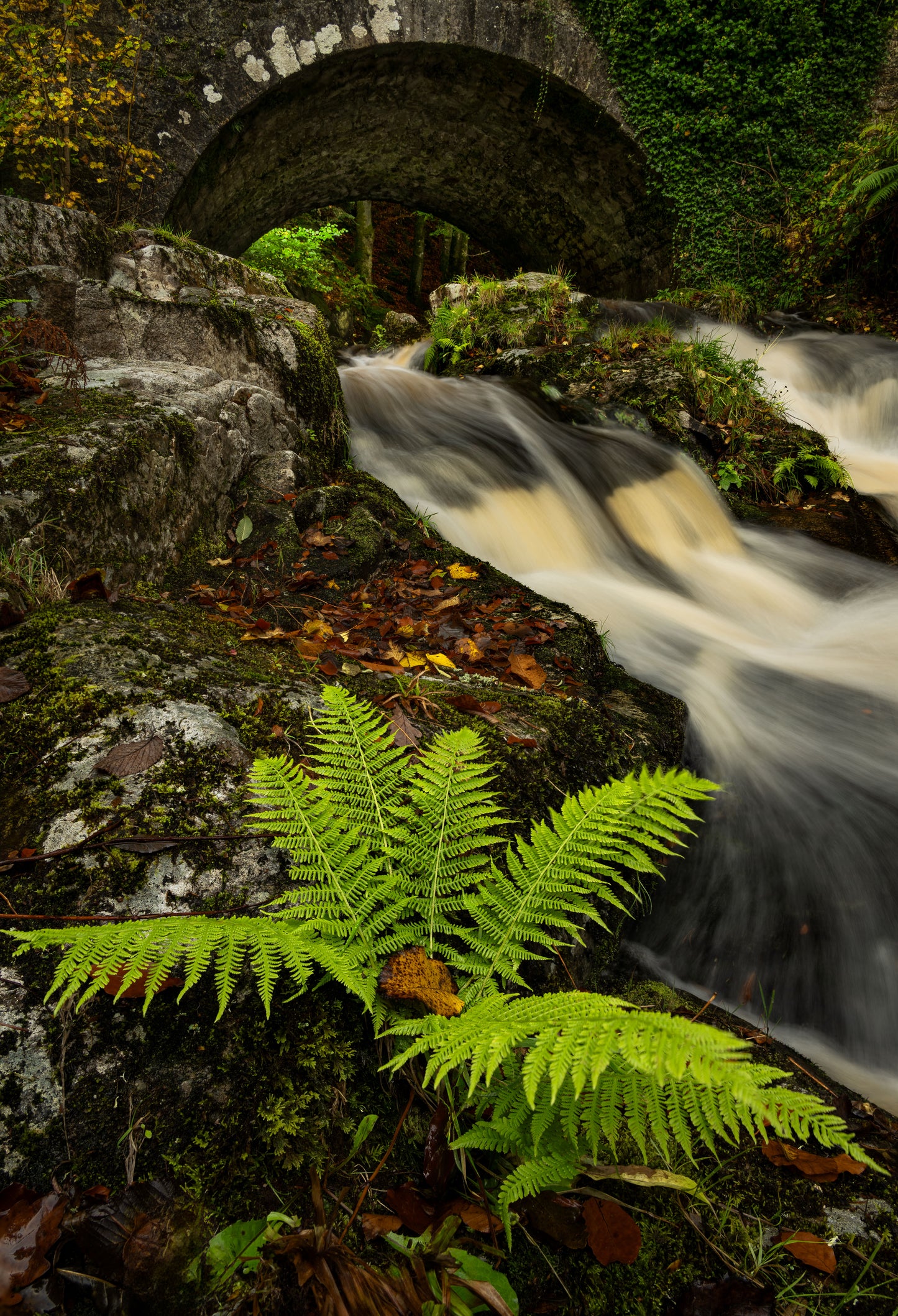 Wicklow Ireland in Autumn Colours, Wicklow Mountains Ireland, Autumn Pictures, Autumn Leaves Wicklow