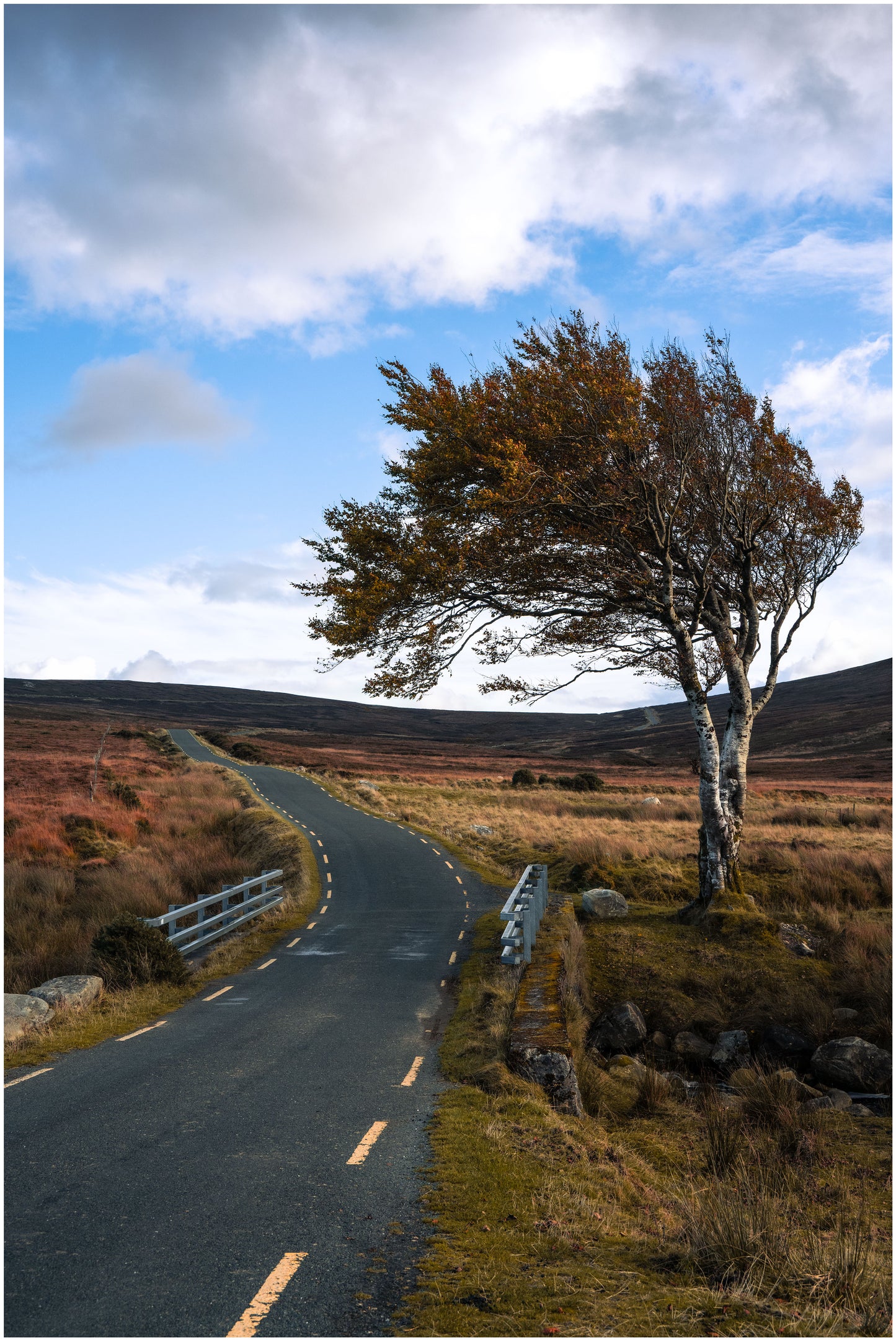 Lone Tree Sally Gap Wicklow Mountains, Wicklow Ireland in Autumn Colours, Wicklow Mountains Ireland, Autumn Pictures, Autumn Leaves Wicklow