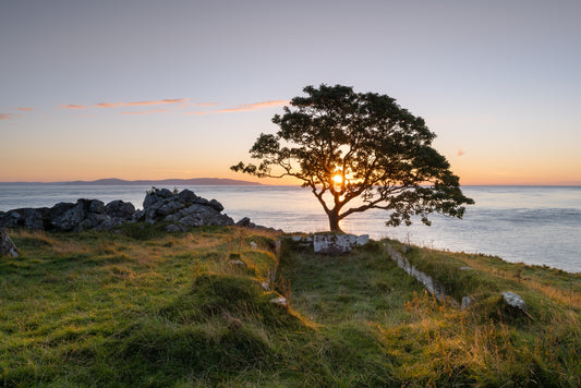 Lone Tree Murlough Bay Ballycastle.