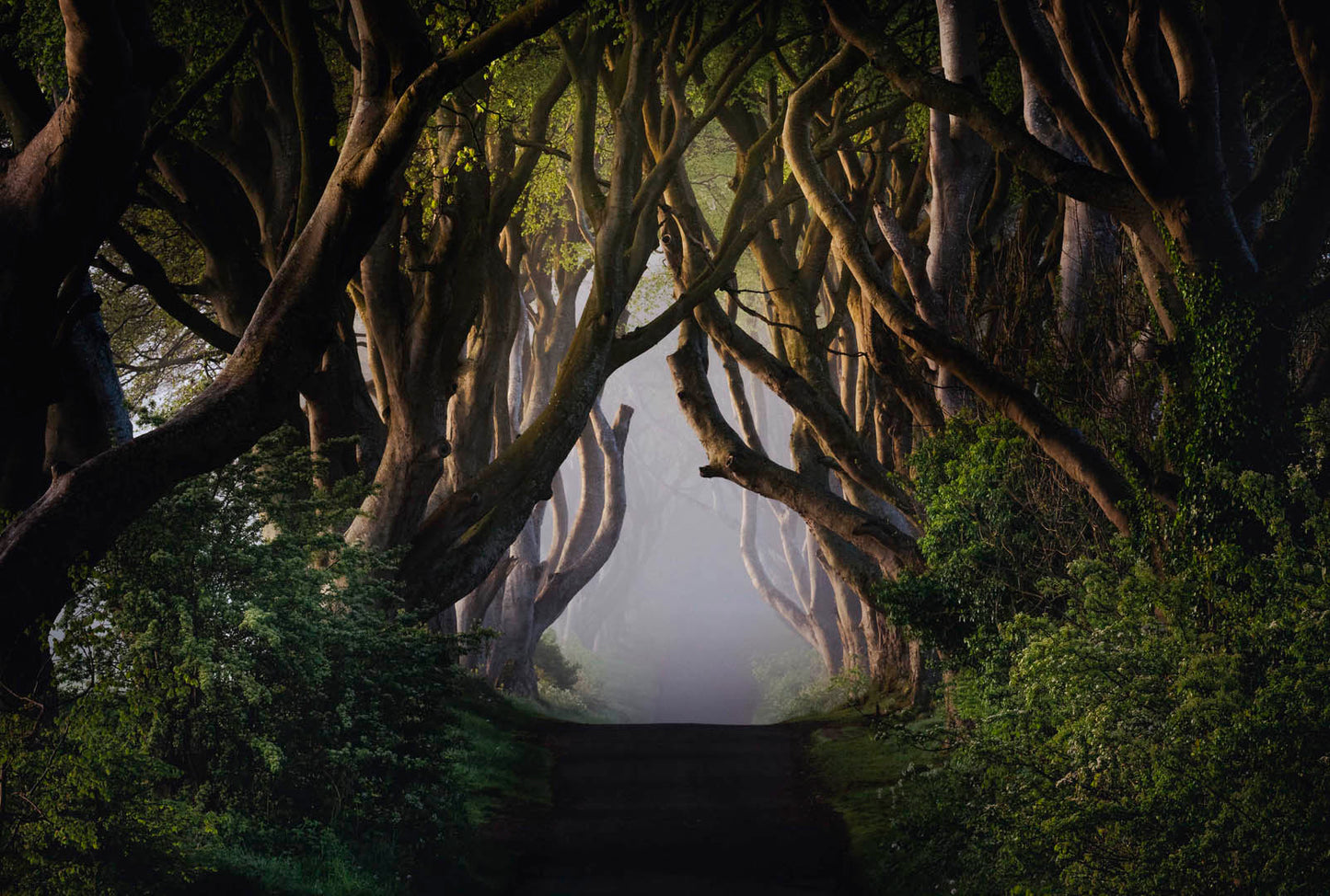 Dark Hedges Print, Wall Art Prints, Irish Photographs, Wall Hangings, Fine Art Photography, Irish Prints, Irish Photography, Fine Art Prints, Dark Hedges Northern Ireland