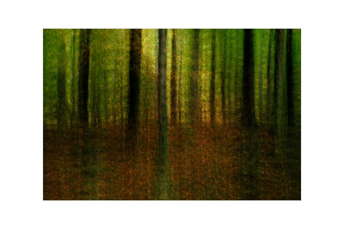 Woodland Photography, Catching the Light, Forest Print, Wall Art Prints, Irish Photographs, Wall Hangings, Fine Art Photography, Forest Prints, ICM Prints