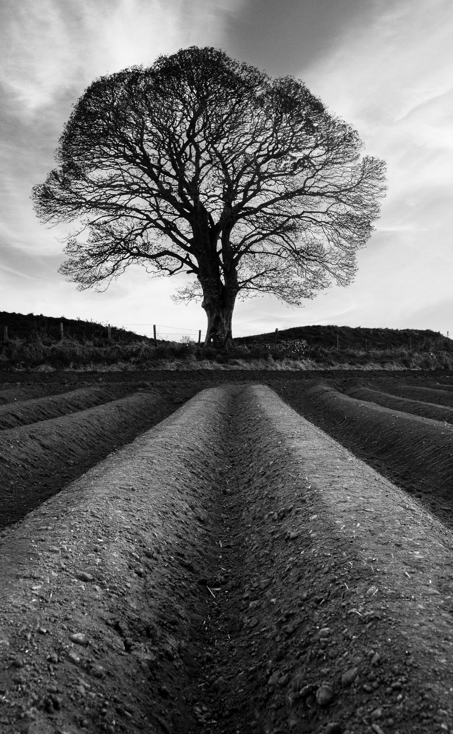 Lone Tree Belfast, Belfast Wall Art Prints, Black and White Photographs, Wall Hangings, Fine Art Photography, Belfast Scenery, Belfast Photography, Photographs from Belfast, Lone Trees
