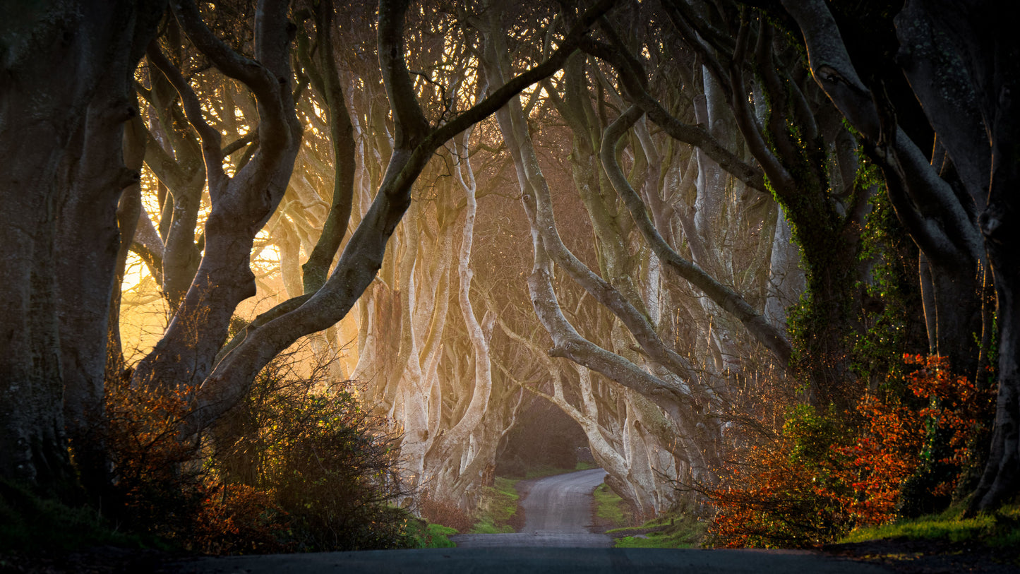 Dark Hedges, Dark Hedges Print, Trees County Antrim, The Dark Hedges Armoy, Avenue of Trees