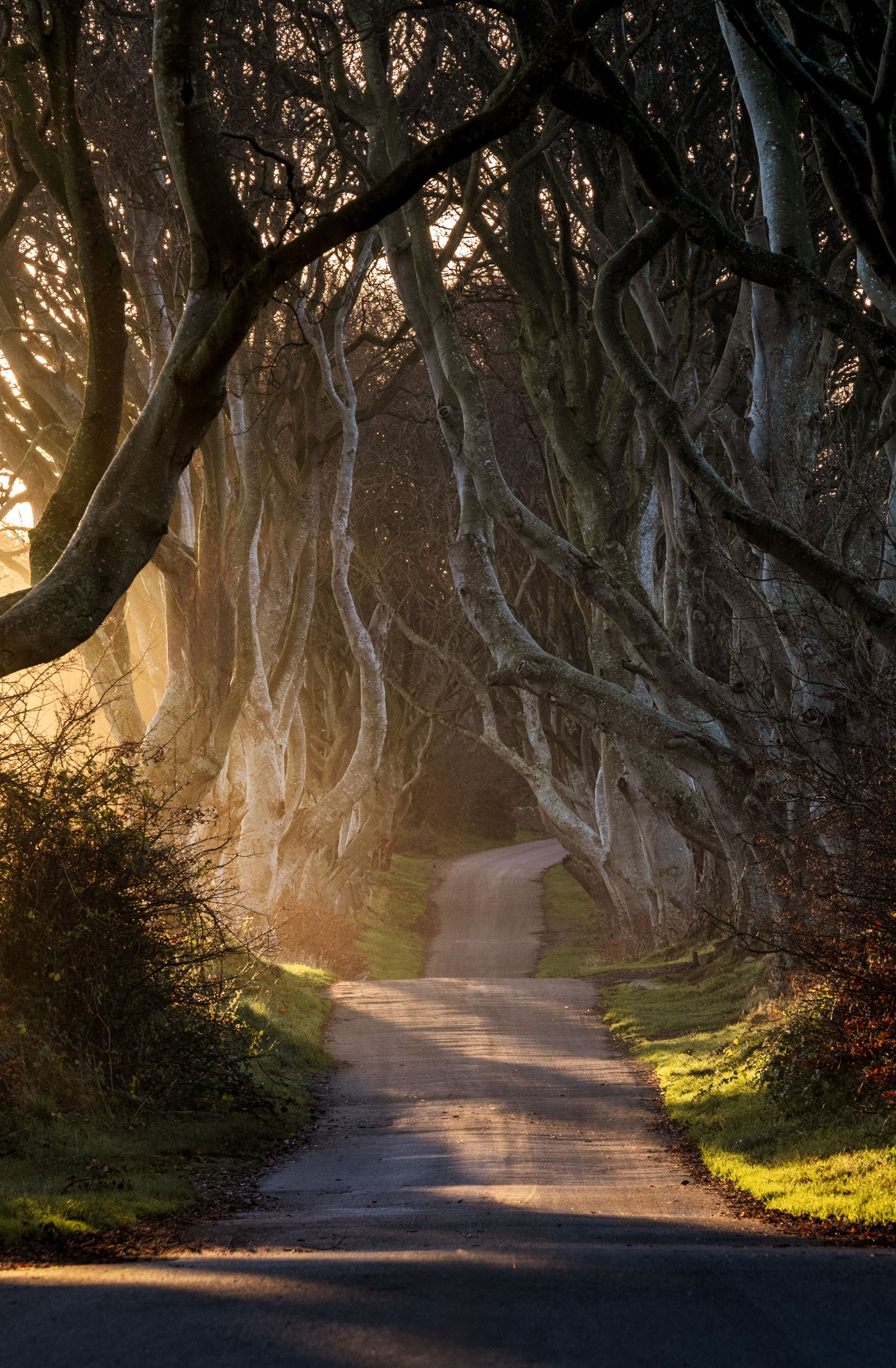 Dark Hedges Print, Wall Art Prints, Irish Photographs, Wall Hangings, Fine Art Photography, Irish Prints, Irish Photography, Prints OF Trees, Dark Hedges Northern Ireland