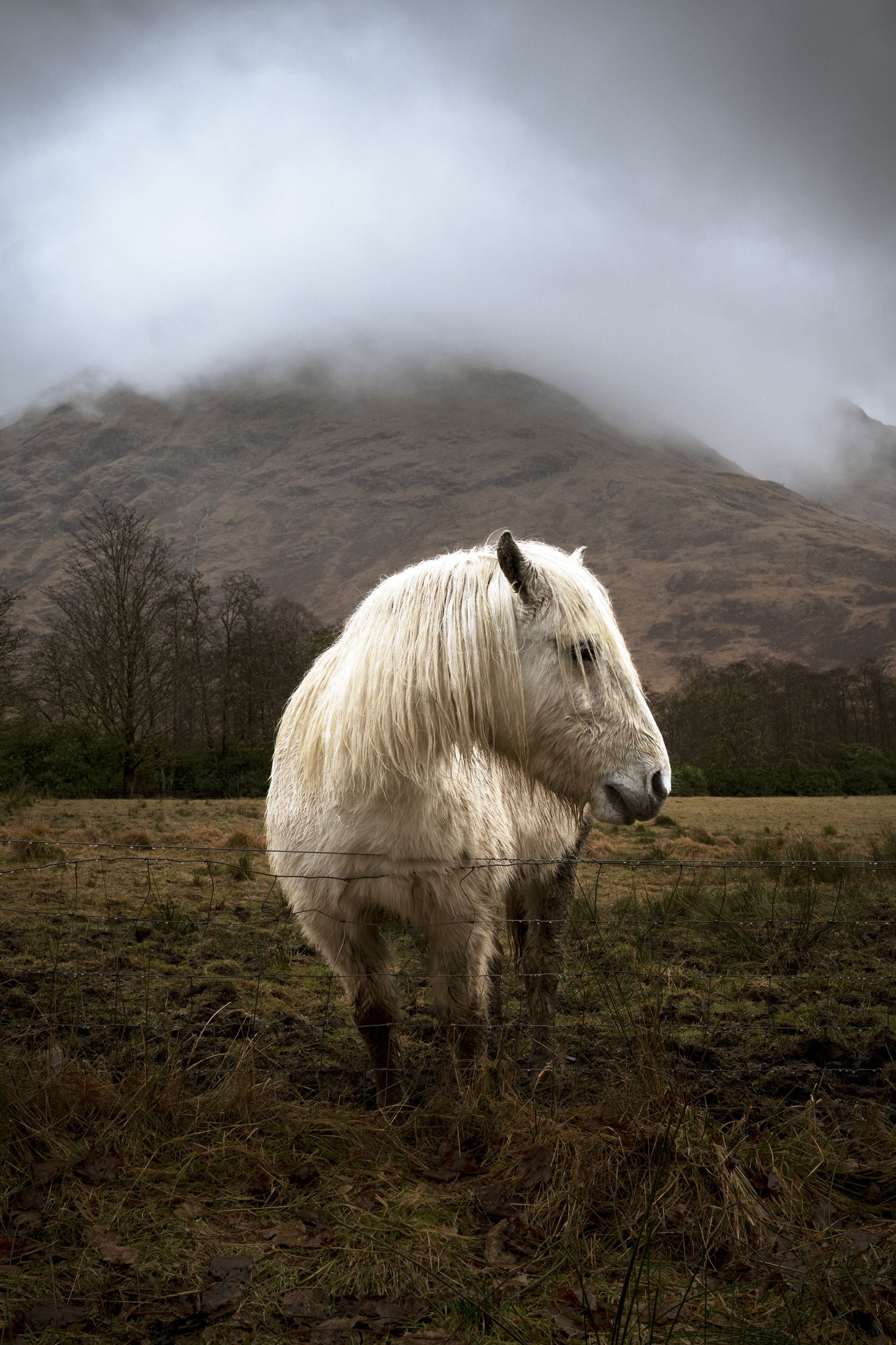 Wild Horses Glencoe Scotland, Glencoe Horses, Scottish Photographs, Wall Hangings, Fine Art Photography, Scotland Scenery, Scottish Photography, Photographs from Scotland