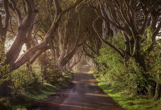Dark Hedges Print, Co. Antrim Ireland, PermaJet Fine Art