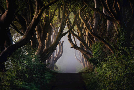 Dark Hedges Print, Mystical Beech Tree Avenue, County Antrim