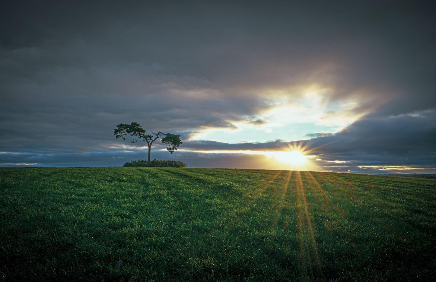 Fairy Tree Knockbridge, Lone Tree Print, Wall Hangings