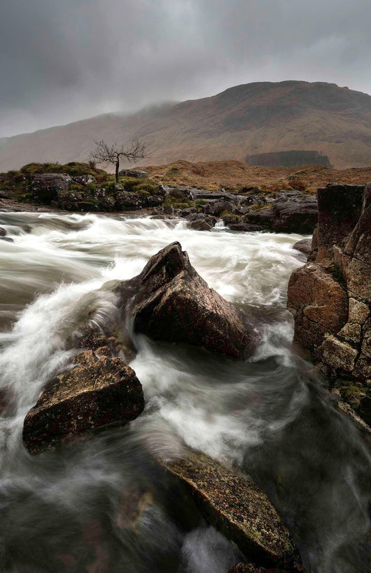 Lone Tree Scotland, Glencoe, Scottish Photographs, Scottish Photography,