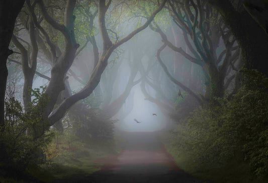 The Magical Dark Hedges Armoy Co Antrim